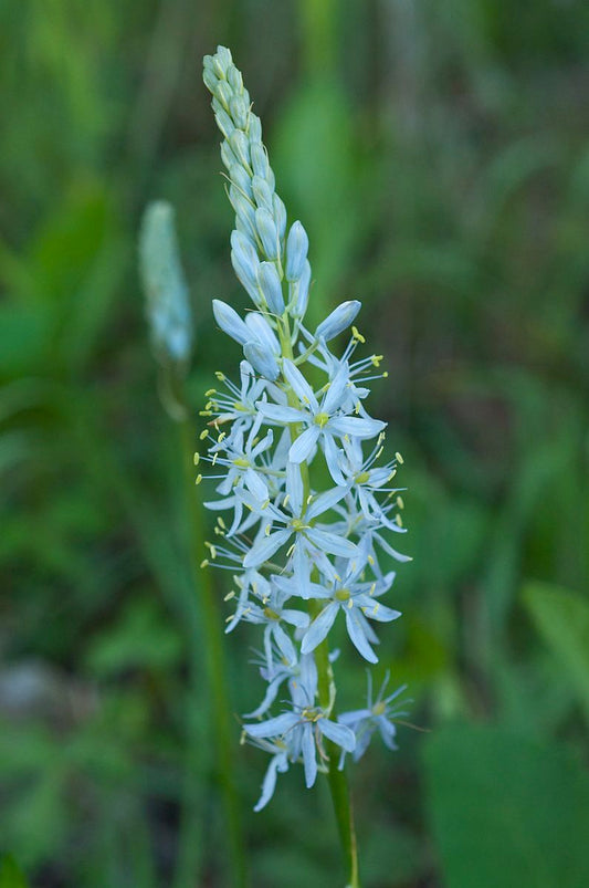 Camassia scilloides - Wild Hyacinth - Starter Plant