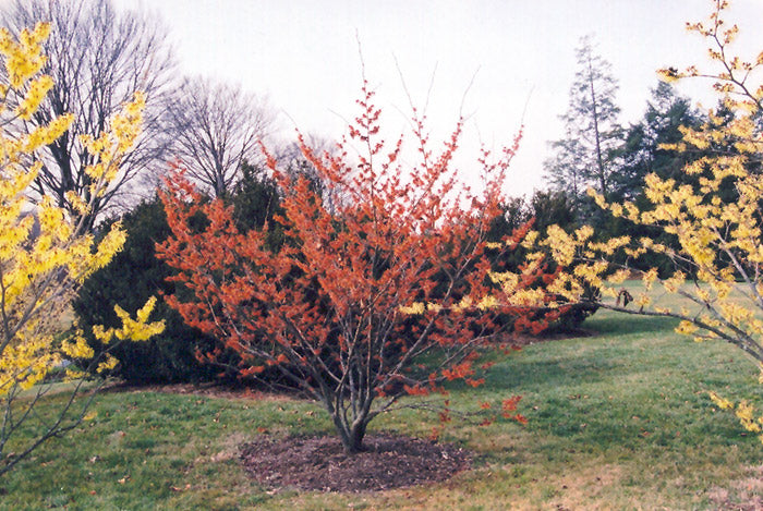 Diane Witch Hazel