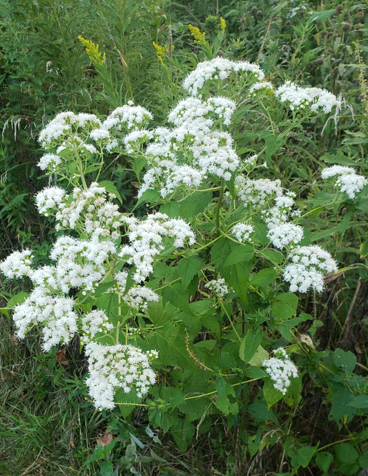 White Snakeroot - Ageratina Altissima - 2" Plug