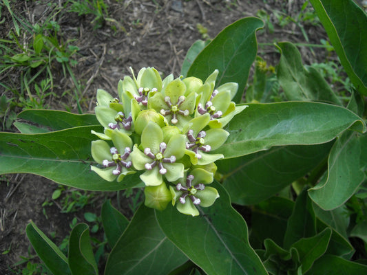 Asclepias viridis - Spider Milkweed - Starter Plant