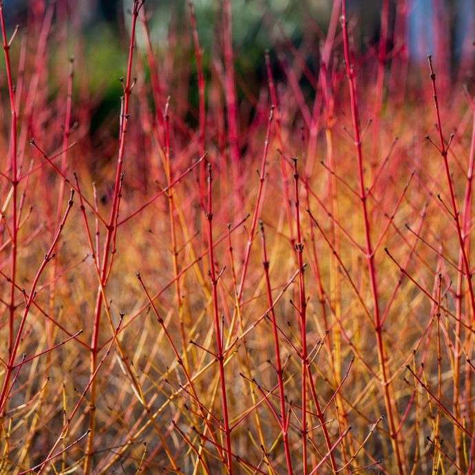 Bloodorange Twig Dogwood