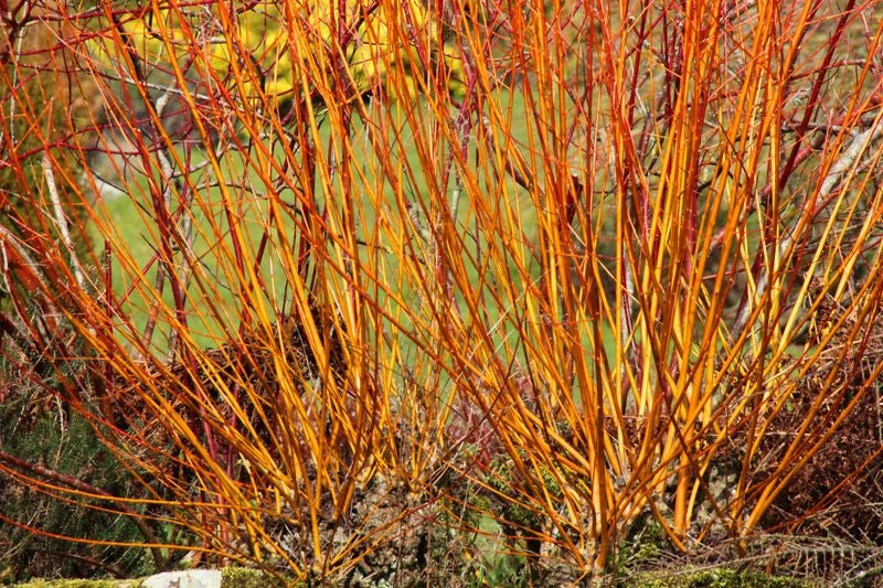Bloodorange Twig Dogwood