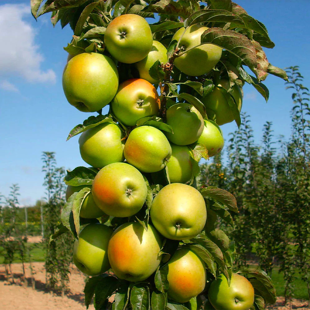 Urban Blushing Delight Columnar Apple (Malus domestica)