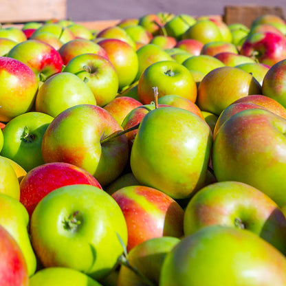 Urban Blushing Delight Columnar Apple (Malus domestica)