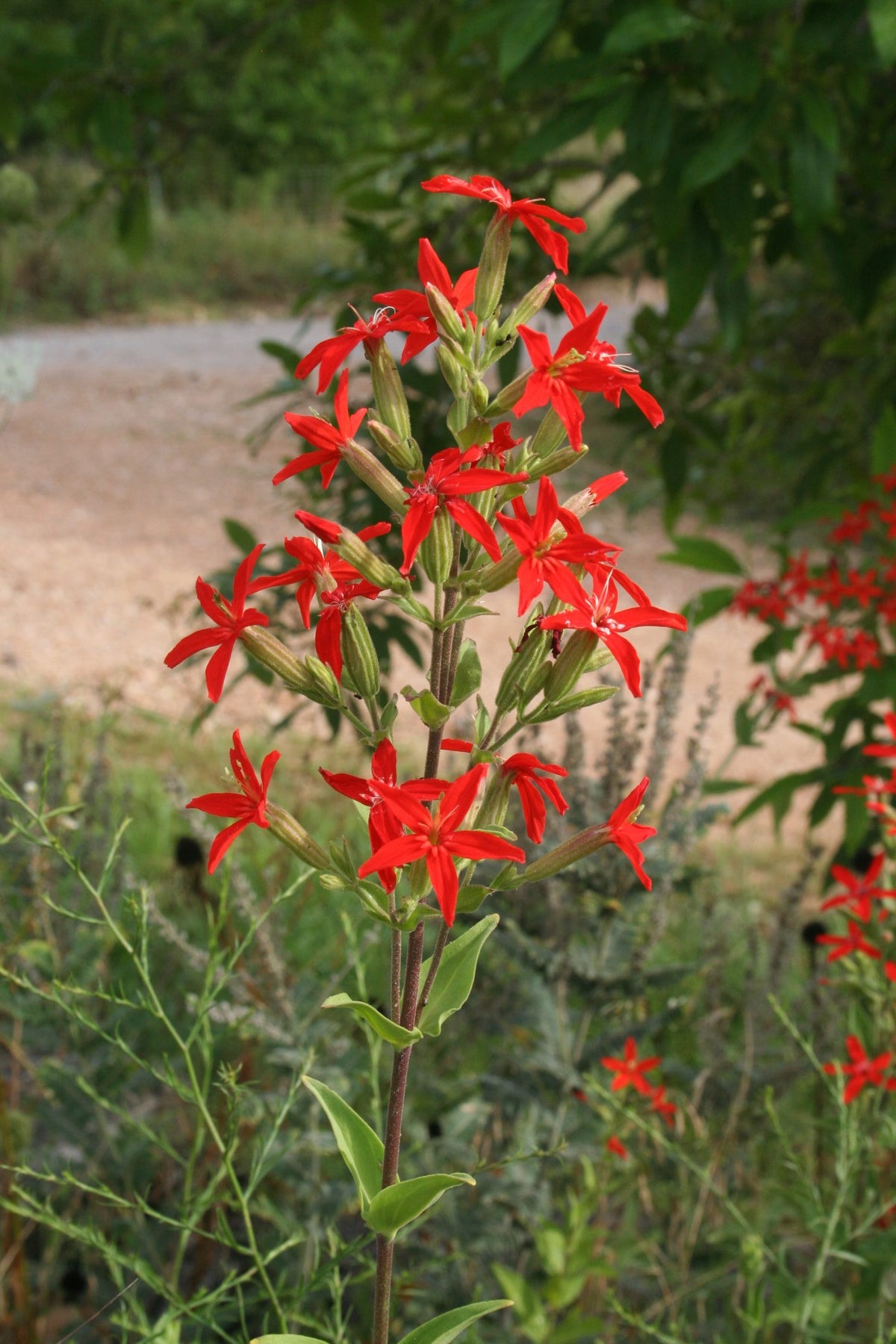 Roundleaf Catchfly Royal Catchfly Plant - Silene regia - 2