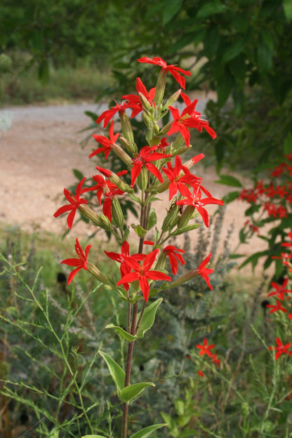 Royal Catchfly Plant - Silene regia - 2" Plug