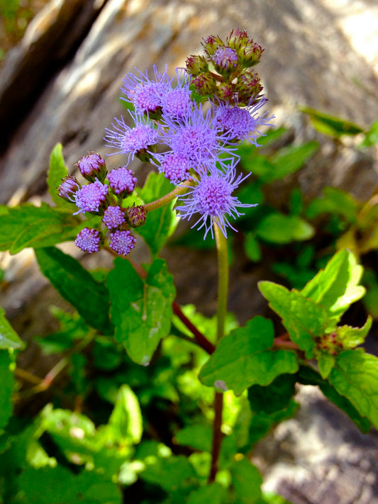 Mistflower - Conoclinium coelestinum - 2" Plug