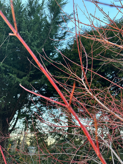 Bloodorange Twig Dogwood