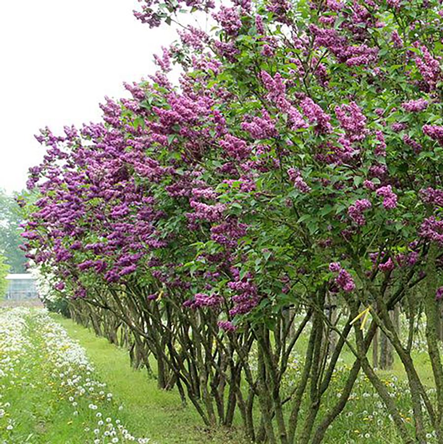 Charles Joly Lilac