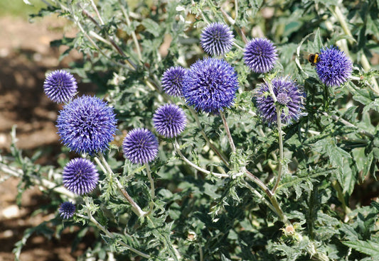 Echinops Ritro - Blue Globe Thistle - Starter Plant