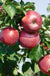 Enterprise Apple (Malus domestica) – Semi-Dwarf