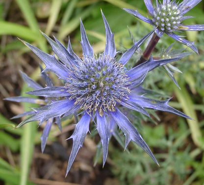 Sea Holly Plant - Erynginum - 2" Plug