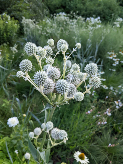 Rattlesnake Master - Erynginum  Yuccifolium - 2" Plug