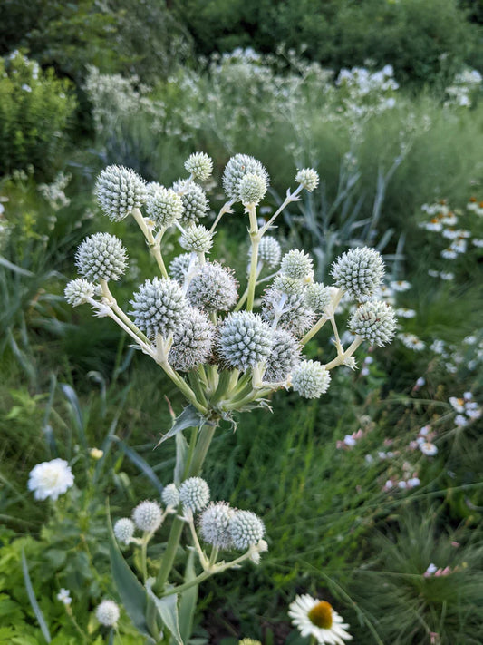 Rattlesnake Master - Erynginum  Yuccifolium - 2" Plug