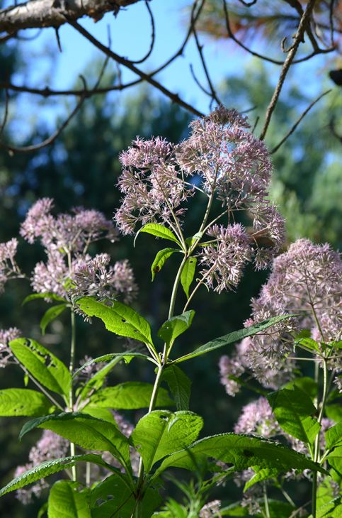 Sweet Joe Pye Weed Plant - Eutrochium purpureum - 2" Plug