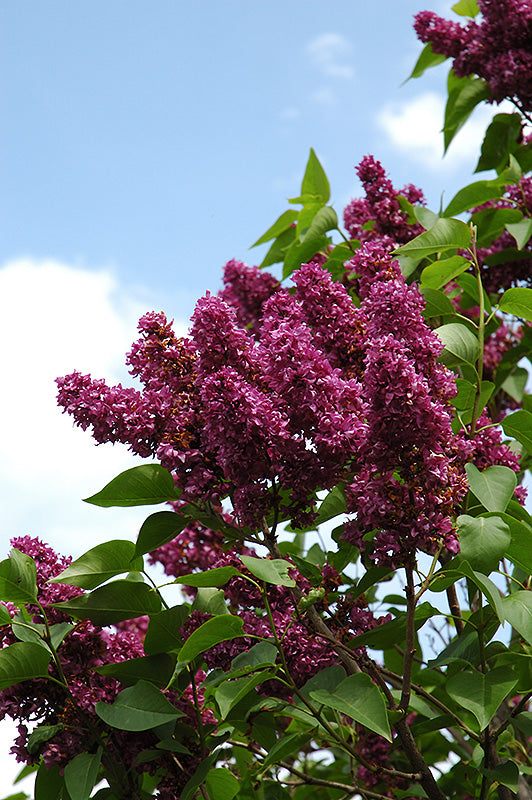 Charles Joly Lilac