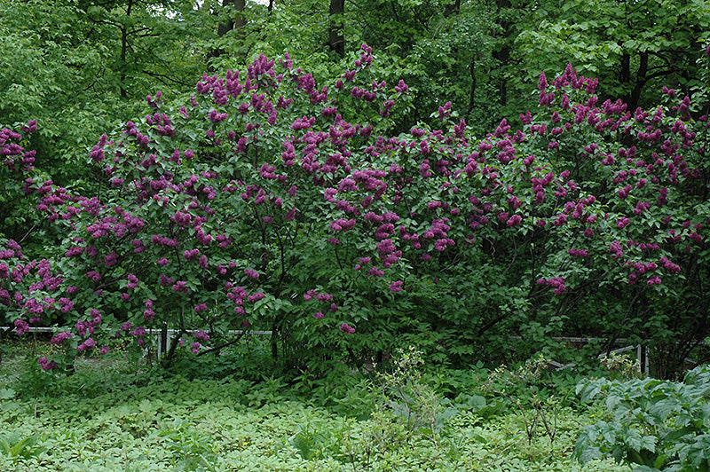 Charles Joly Lilac