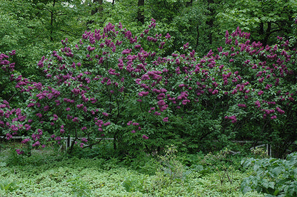 Charles Joly Lilac