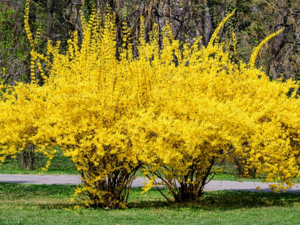 Lynnwood Gold Forsythia