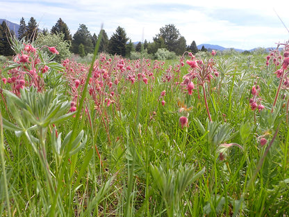 Prairie Smoke Plant - Geum triflorum - 2" Plug