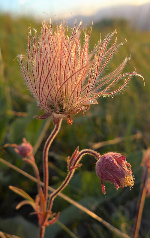Prairie Smoke Plant - Geum triflorum - 2" Plug