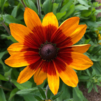 Gloriosa Daisy Plant - Rudbeckia Hirta - 2" Plug