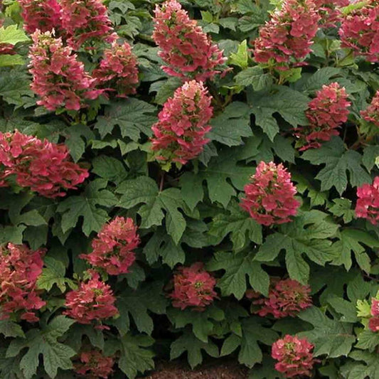 Ruby Slippers Oakleaf Hydrangea
