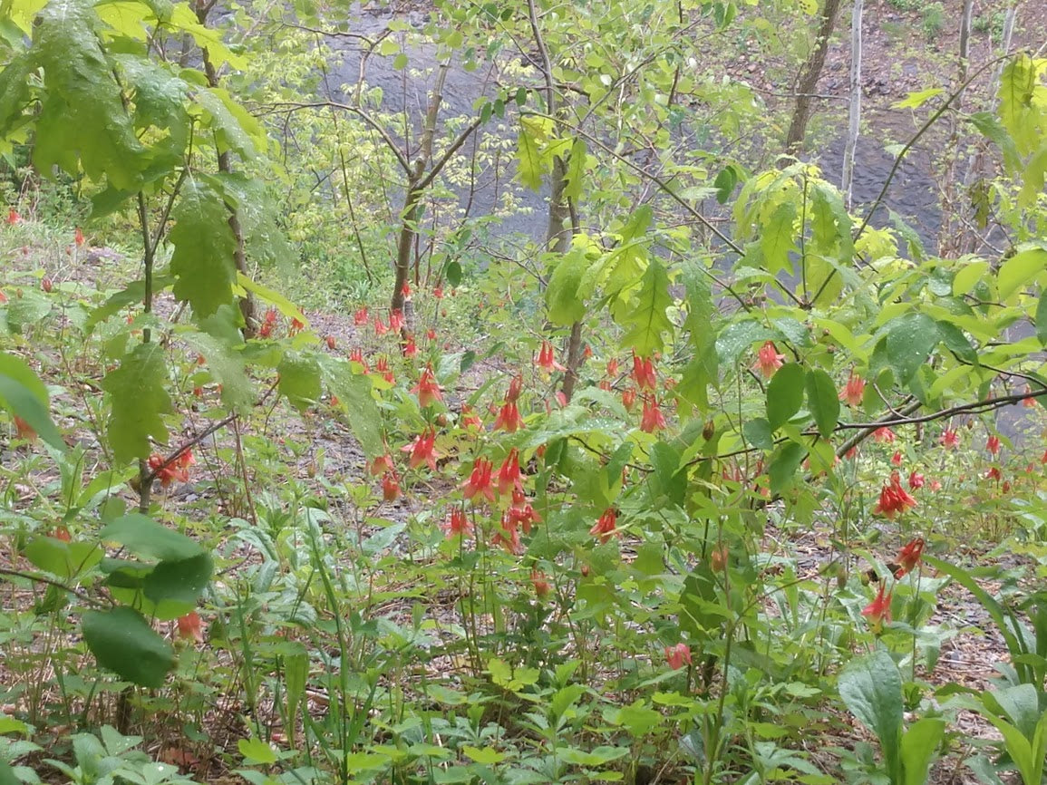 Woodland Columbine Plant - Aquilegia canadensis - 2" Plug