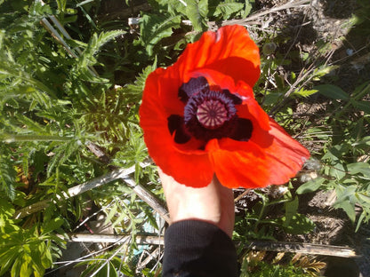 Red Poppy Plant - Papaver orientale - 2" Plug