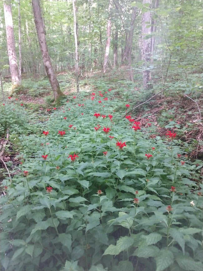 Red Bee Balm Native Plant - Monarda didyma - 2" Plug