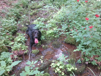 Red Bee Balm Native Plant - Monarda didyma - 2" Plug