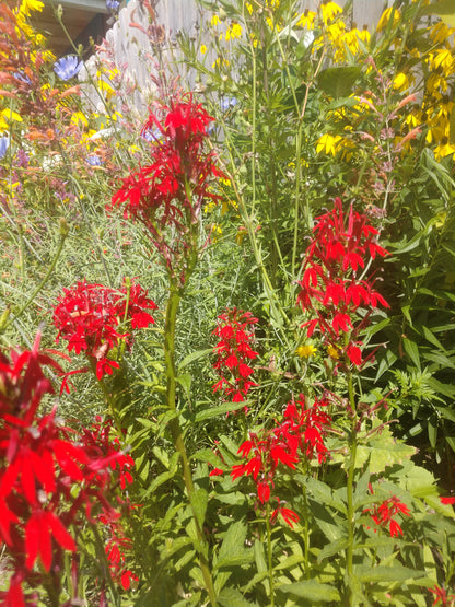Cardinal Flower Plant - Lobelia cardinalis - 2" Plug