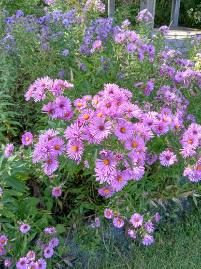 New England Aster Plant - Symphyotrichum novae-angliae - 2" Plug