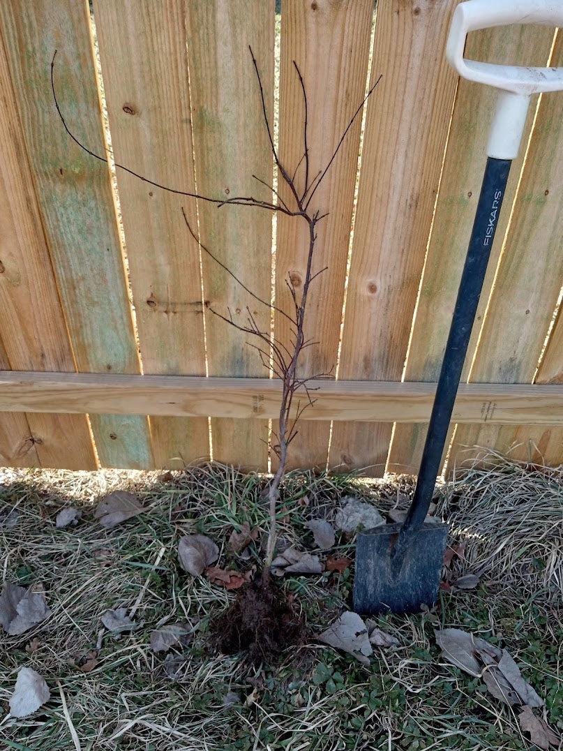 Japanese Maple Orangeola (Acer p. dissectum) - Branched