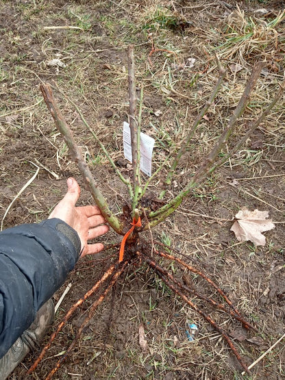 Avant Garde - Hardy Rose Plant