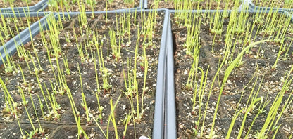 Dense Blazing Star Plant - Liatris spicata - 2" Plug