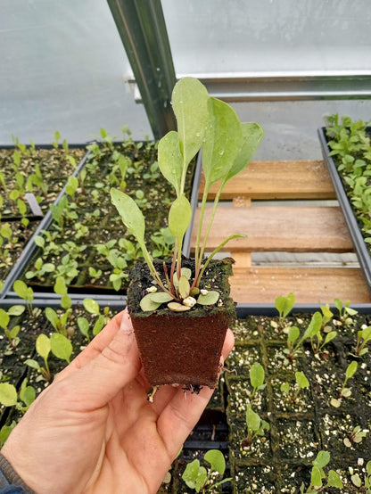 Great Giant Coneflower Plant - Rudbeckia maxima - 2" Plug