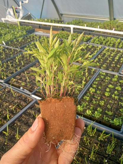 Bowmans Root Plant - Porteranthus stipulatus - 2" Plug