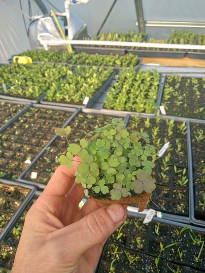 Woodland Columbine Plant - Aquilegia canadensis - 2" Plug