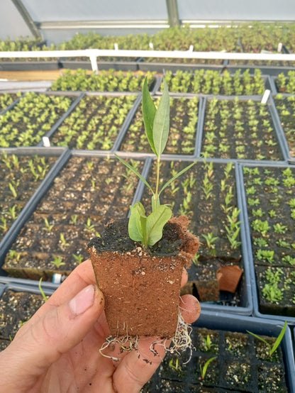 Eastern Bluestar Plant - Amsonia tabernaemontana  - 2" Plug