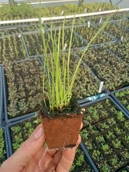 Prairie Blazing Star Plant - Liatris pycnostachya - 2" Plug