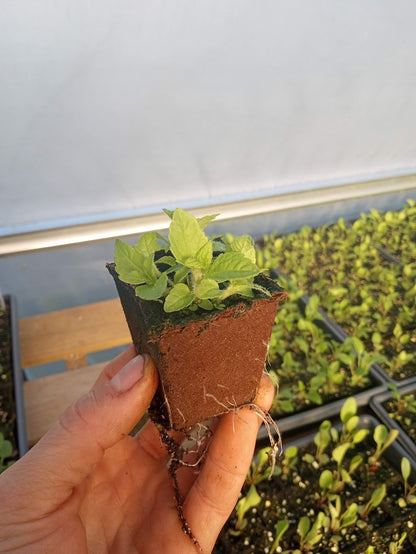 Joe Pye Weed Plant - Eutrochium maculatum - 2" Plug