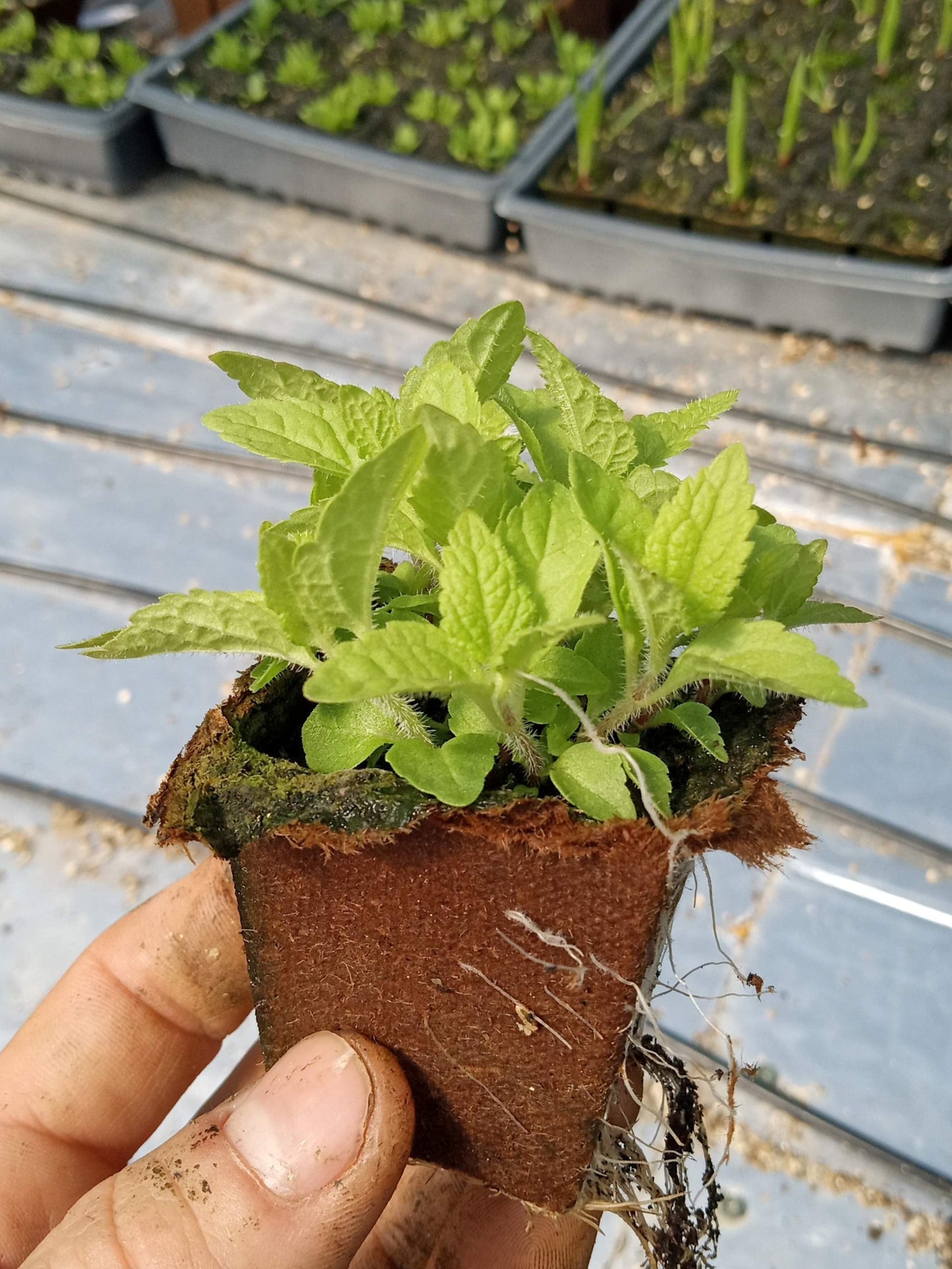 Joe Pye Weed Plant - Eutrochium maculatum - 2" Plug