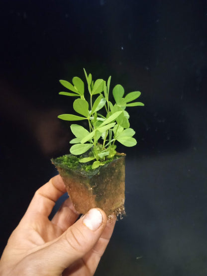 Blue Wild Indigo Plant - Baptisia australis - 2" Plug