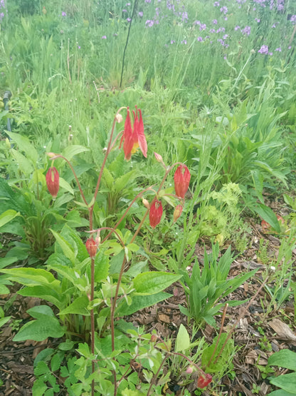 Woodland Columbine Plant - Aquilegia canadensis - 2" Plug