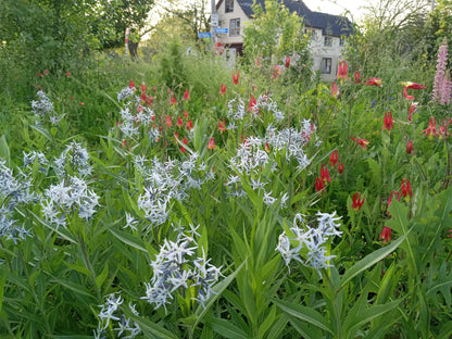 Eastern Bluestar Plant - Amsonia tabernaemontana  - 2" Plug