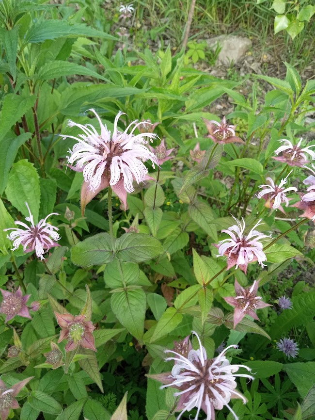 Bradbury's Bee Balm Plant - Monarda bradburiana - 2" Plug