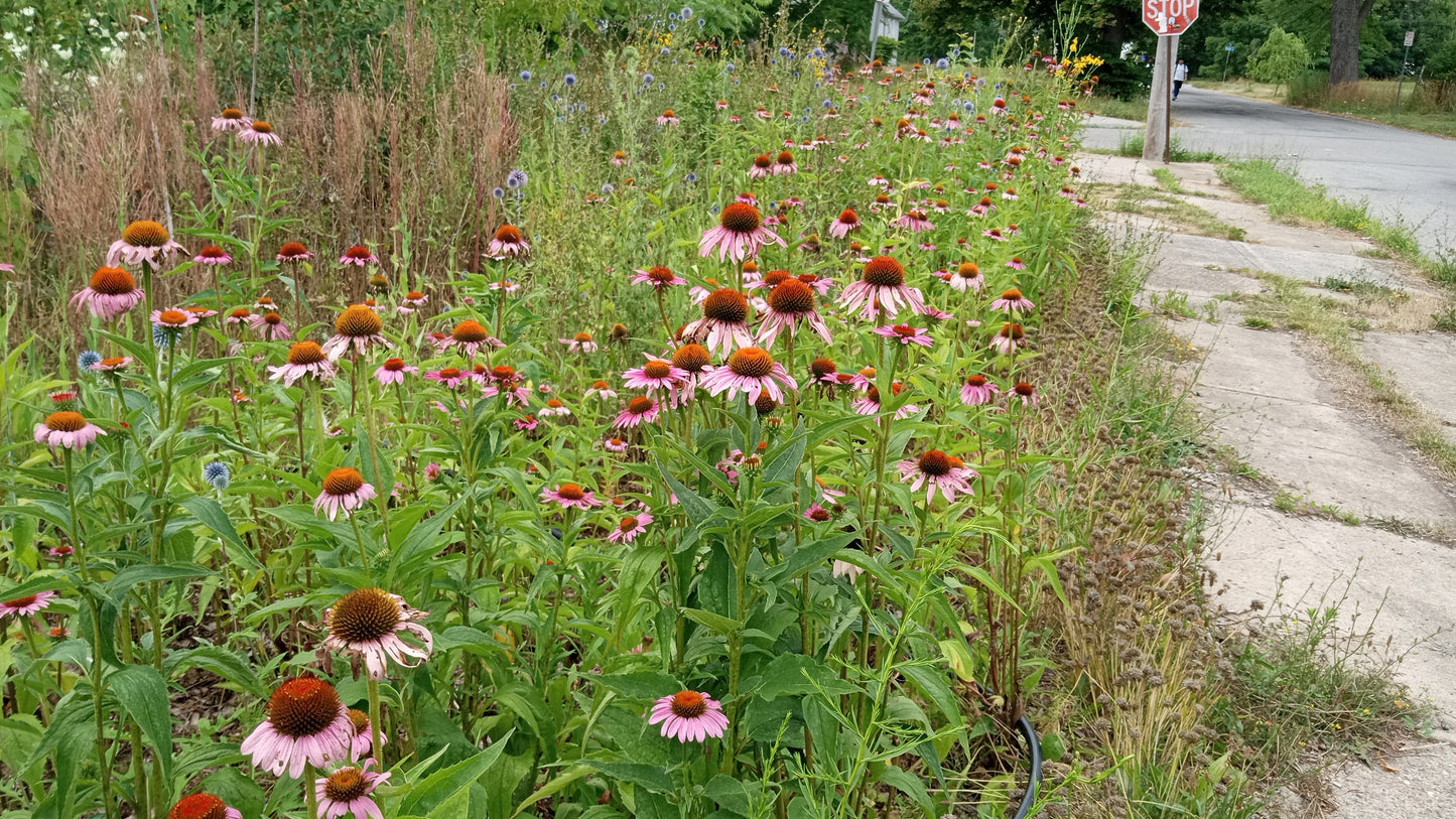 Purple Coneflower Plant - Echinacea purpurea - 2" Plug