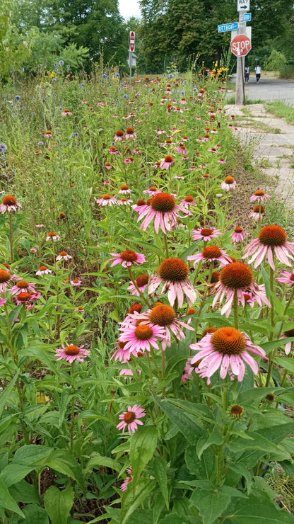 Purple Coneflower Plant - Echinacea purpurea - 2" Plug