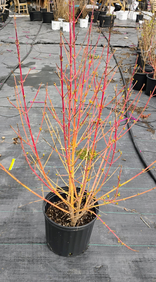 Mid-Winterflame Dogwood